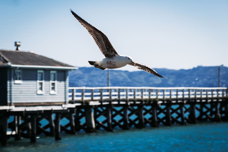 white and brown bird flying around cottage, animal, seagull, booby, HD wallpaper