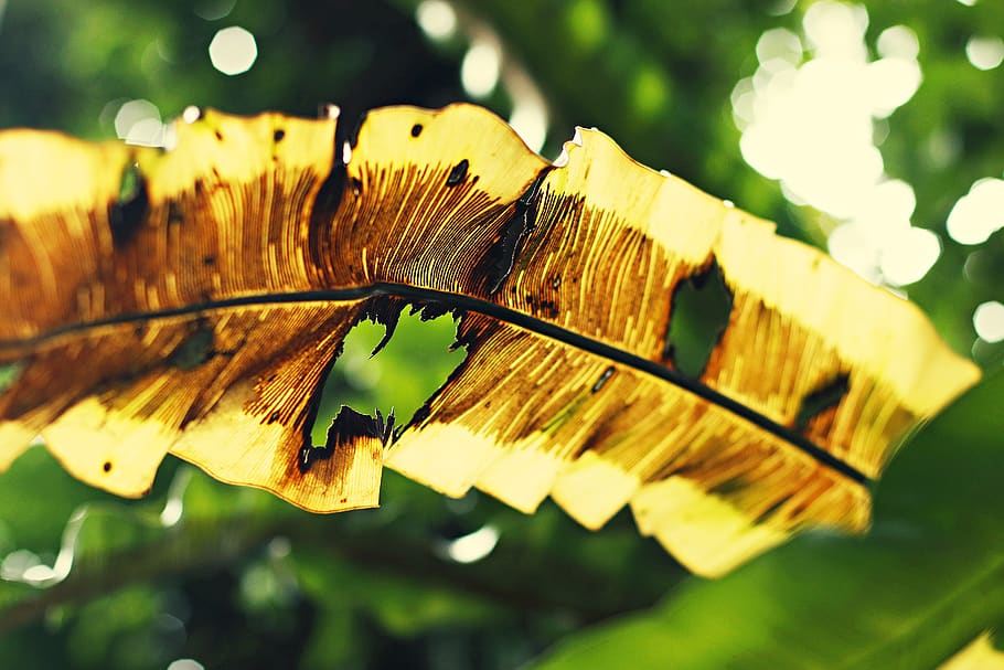 plant, leaf, fish, animal, botanical garden, cairns, australia HD wallpaper