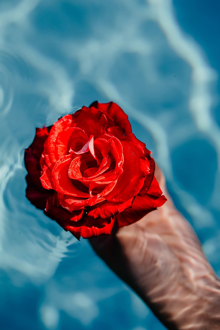 Fresh garden rose on the blue water of a swimming pool on a warm summer day, HD wallpaper