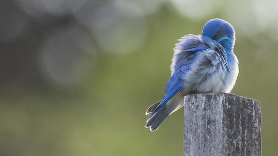 blue bird perched on plank, bluebird, animal, jay, blue jay, feather HD wallpaper
