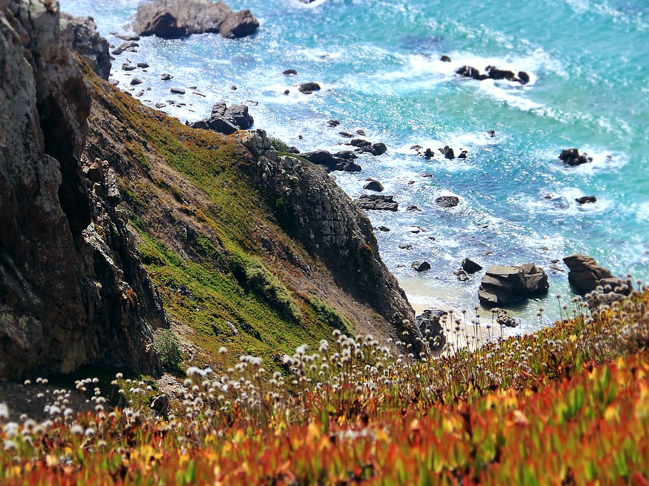 Photography of Orange-and-yellow Petaled Flowers on Cliff Near Body of Water at Daytime HD wallpaper