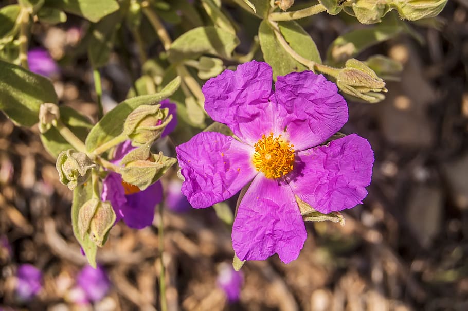 spain, plant, flower, wild, nature, outdoors, sunlight, petals HD wallpaper