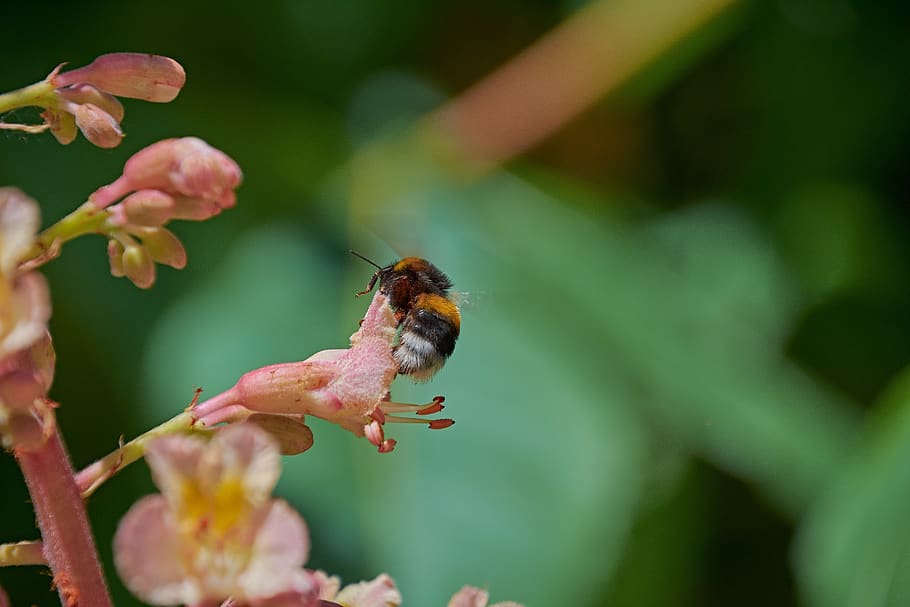 bumblebee, flower, spring, pollen, insects, animals in the wild HD wallpaper