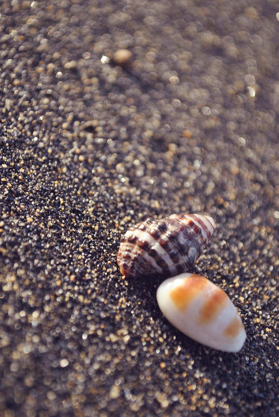 philippines, merida, shell, background, cool, latest, close-up HD wallpaper