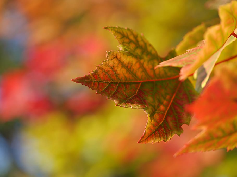 maple leaf, leaves, trees, nature, autumn, fall, plant part HD wallpaper