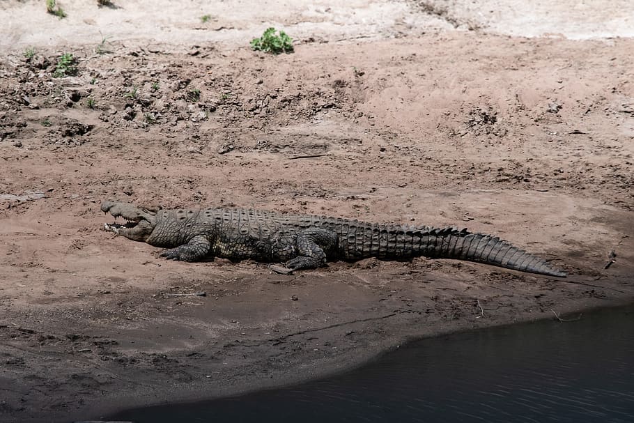 crocodile near body of water, reptile, animal, lizard, alligator