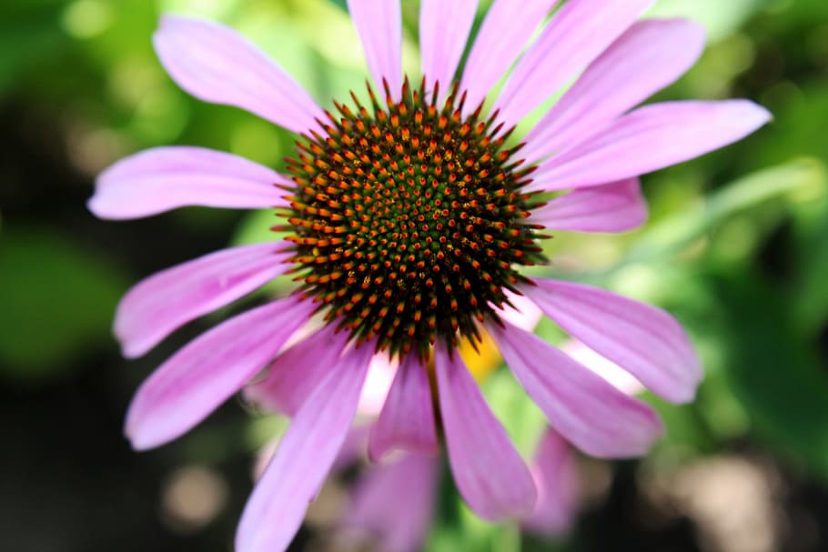 pink, flower, flowering plant, fragility, freshness, vulnerability HD wallpaper