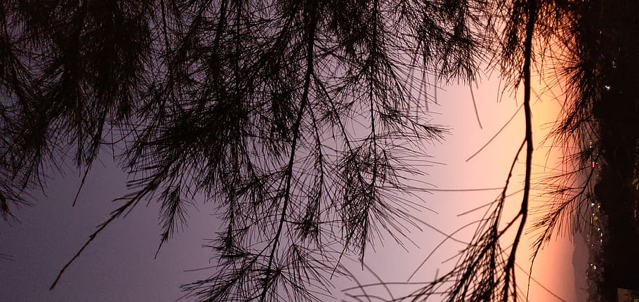 nature, outdoors, sunset, sky, tree, dawn, red sky, dusk, light HD wallpaper