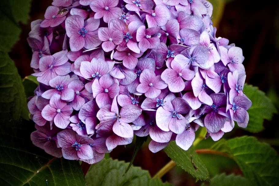 hydrangea, purple, pink, flower, bloom, blue, blossom, nature, HD wallpaper
