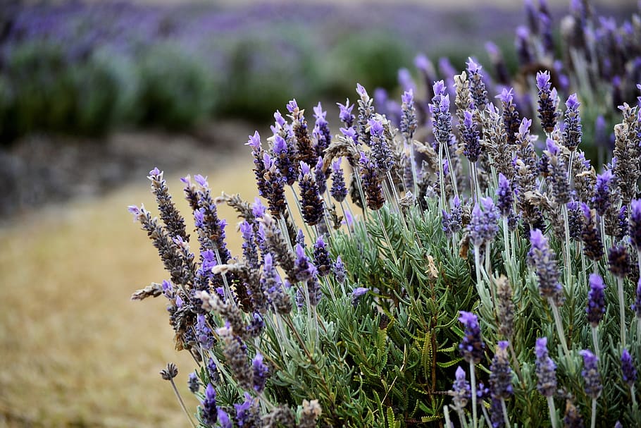 lavender, cool, plaid, colors, blue, purple, violet, beautiful HD wallpaper