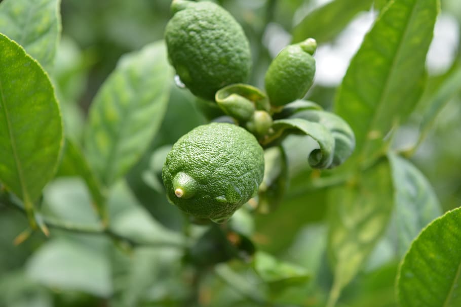 lime, lemon, sour, fruit, fresh, citrus, healthy, food, refreshment HD wallpaper