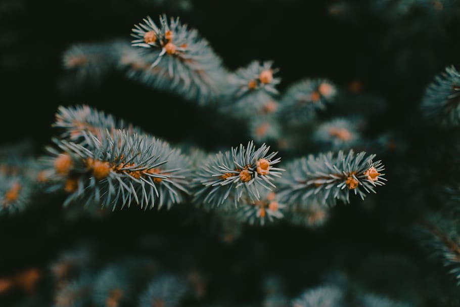 green plant, tree, leaf, pine, christmas tree, outdoors, forest HD wallpaper