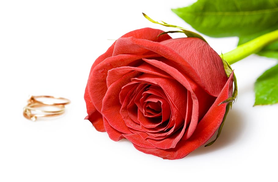 rose, flower, ring, red, white, love, closeup, isolated, decoration HD wallpaper