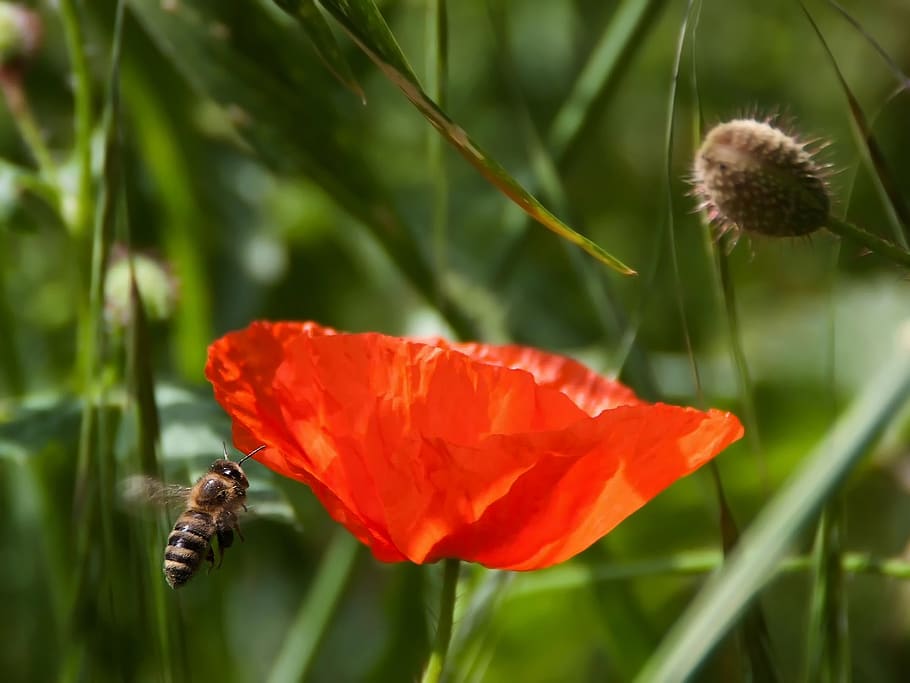 Brown and Black Bee Flying Near Orange Petaled Flower during Daytime HD wallpaper