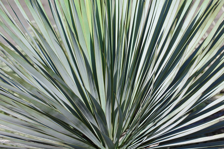 nature, leaf, plant, cactus, background, yucca, close up, tropical, HD wallpaper