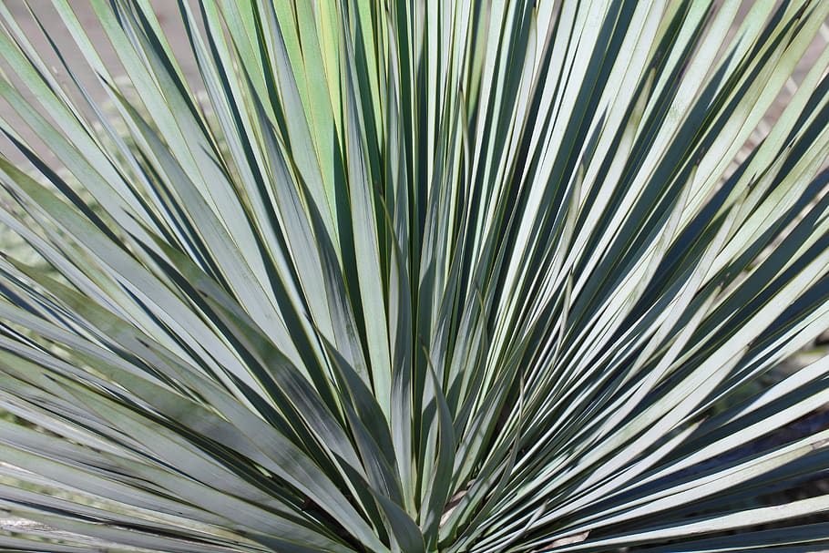 nature, leaf, plant, cactus, background, yucca, close up, tropical HD wallpaper