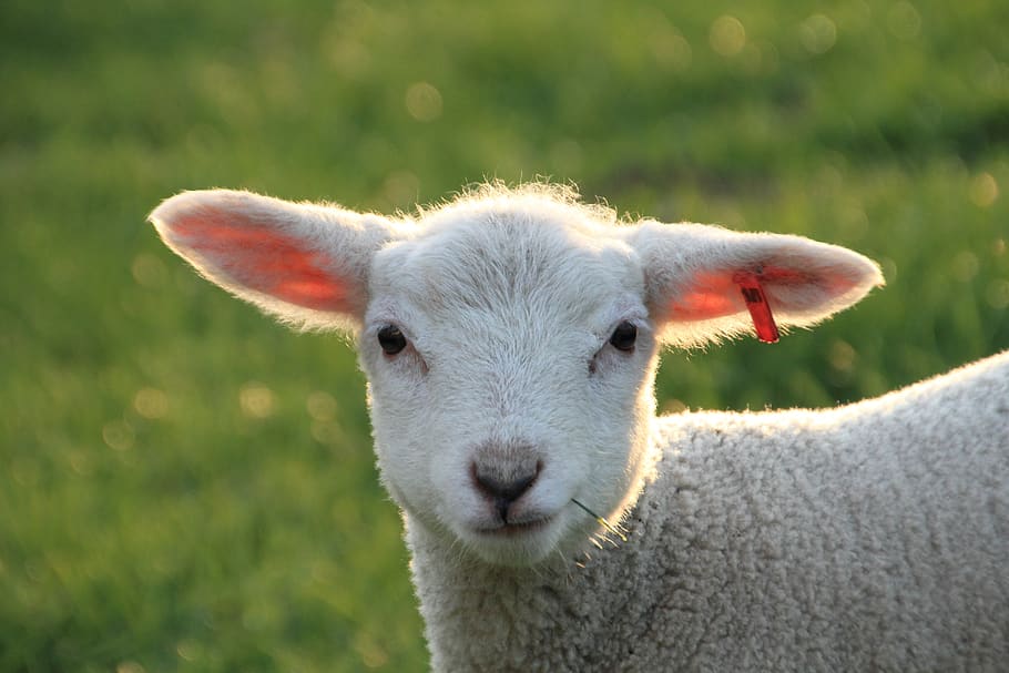 easter, lamb, cute, schäfchen, spring, nature, sheep, wool HD wallpaper