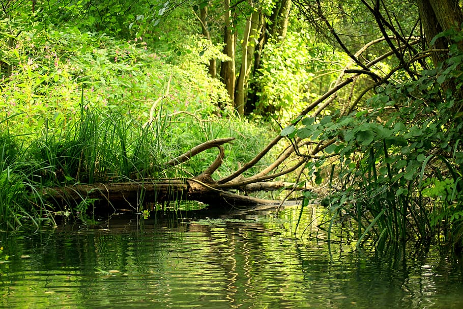 channel, landscape, tree, green, figure, nature, peace of mind HD wallpaper