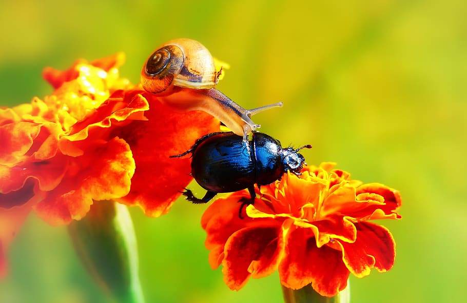 forest beetle, the beetles, insect, molluscs, snail, animals HD wallpaper