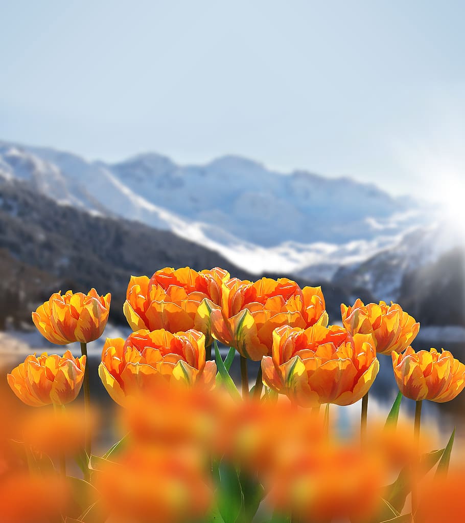Download Spring Flowers Wallpapers 1414apk for Android  apkdlin