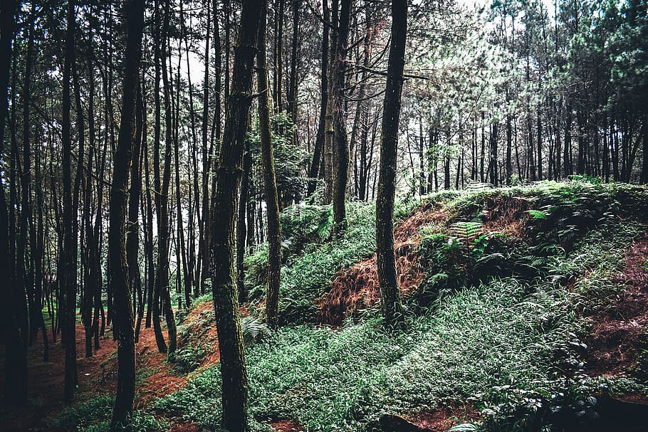 green trees on forest during daytime, vegetation, plant, outdoors HD wallpaper