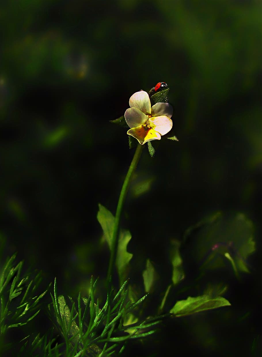 nature, spring, flora, flower, meadow violet, flowering plant HD wallpaper