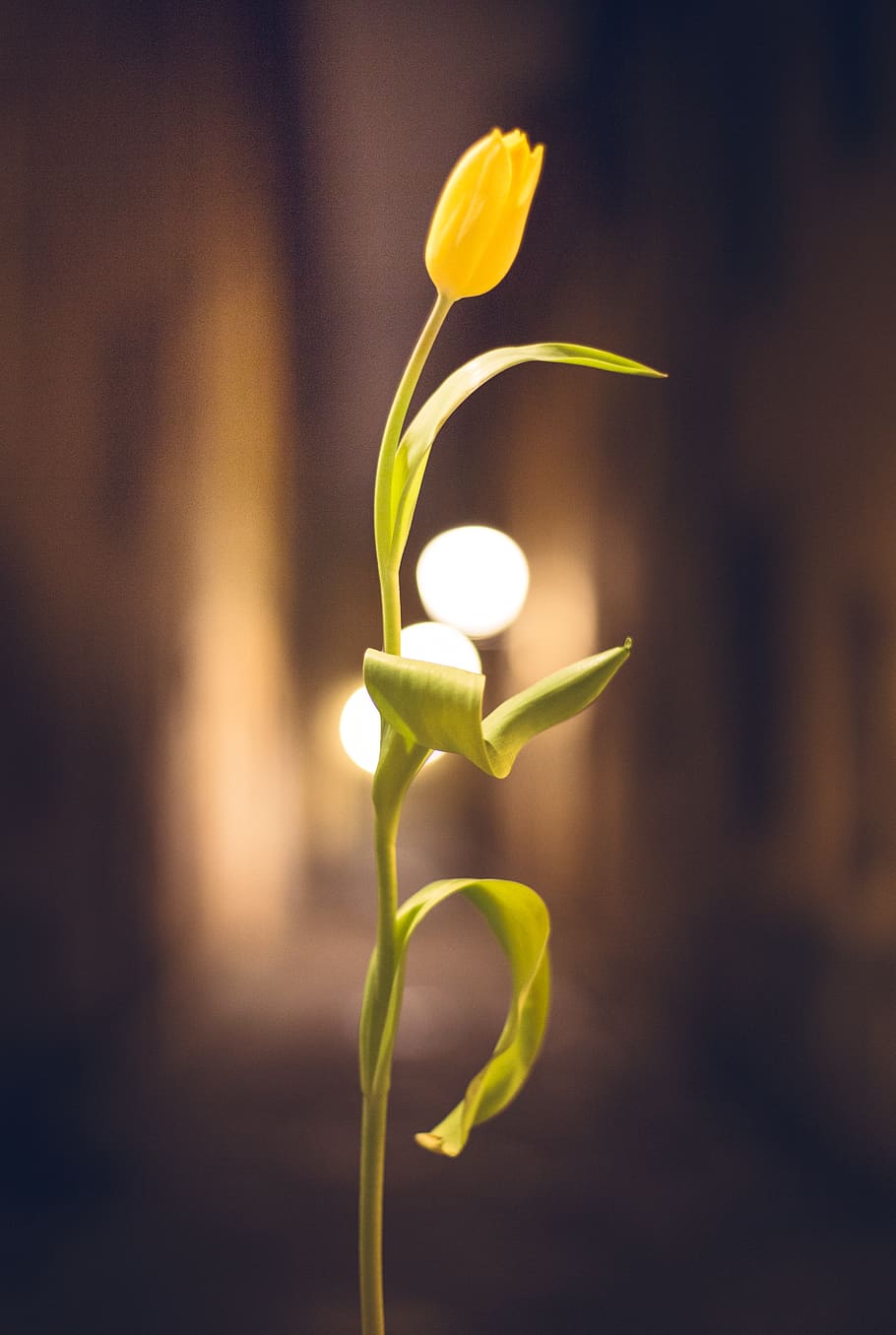 plant, beauty in nature, flowering plant, close-up, vulnerability HD wallpaper