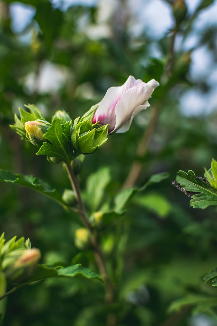 plant, sprout, blossom, flower, bud, geranium, rose, petal HD wallpaper