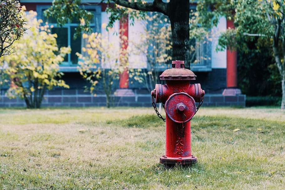 fire hydrant, plant, grass, vegetation, flower, blossom, tree HD wallpaper