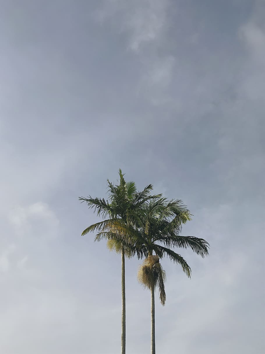 australium, coastal, tropical, tree, palm, palm tree, tropical climate HD wallpaper