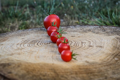 tomato, grow, rise, augment, red, growth, increase, expansion HD wallpaper