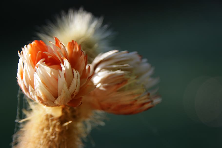 cactus, blossom, bloom, nature, plant, flora, garden, pink HD wallpaper