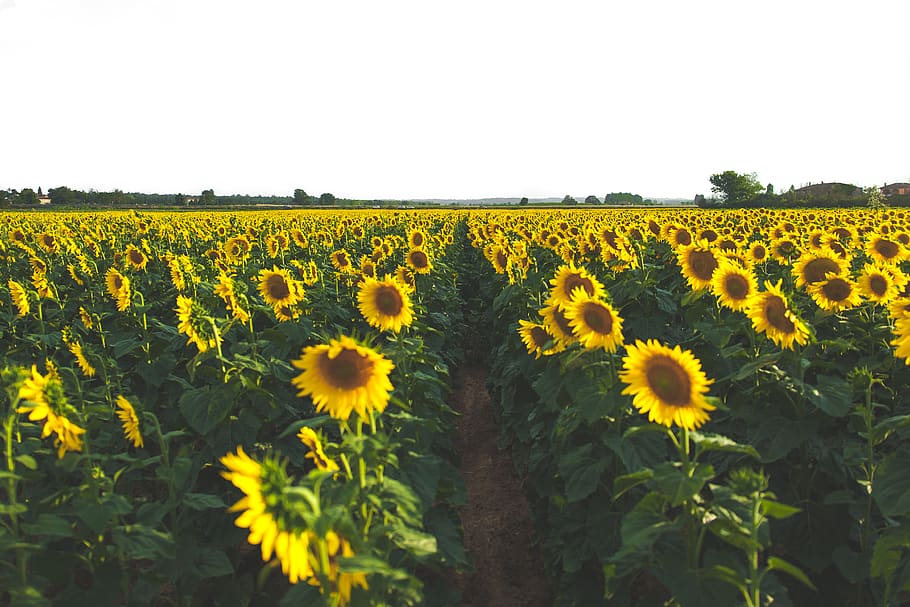 italy, vinci, background, pattern, tuscany, natural, nature HD wallpaper
