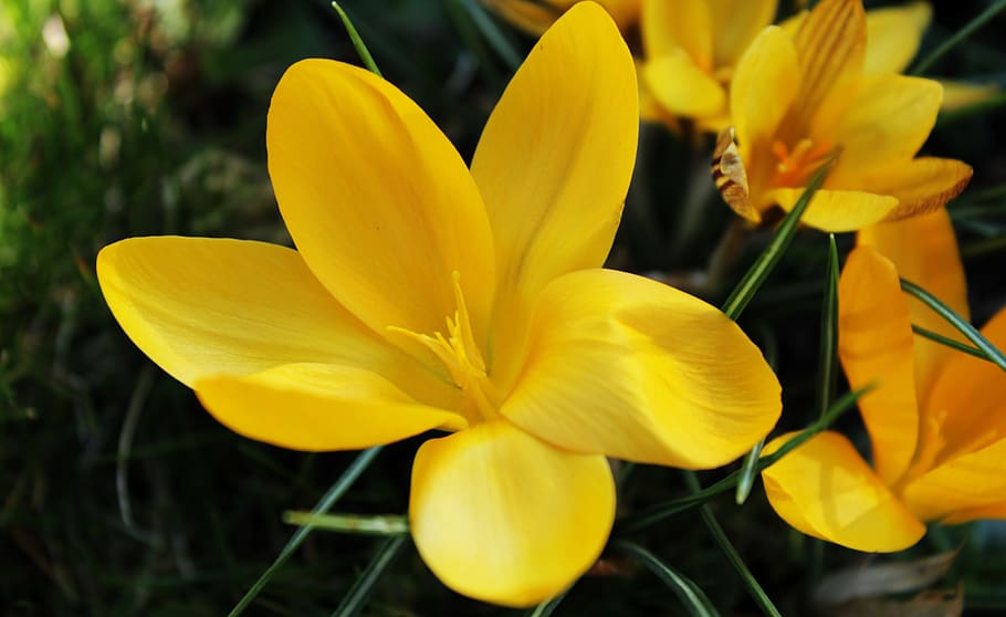 crocus, yellow, flower, green, grass, spring, nature, spring flower HD wallpaper