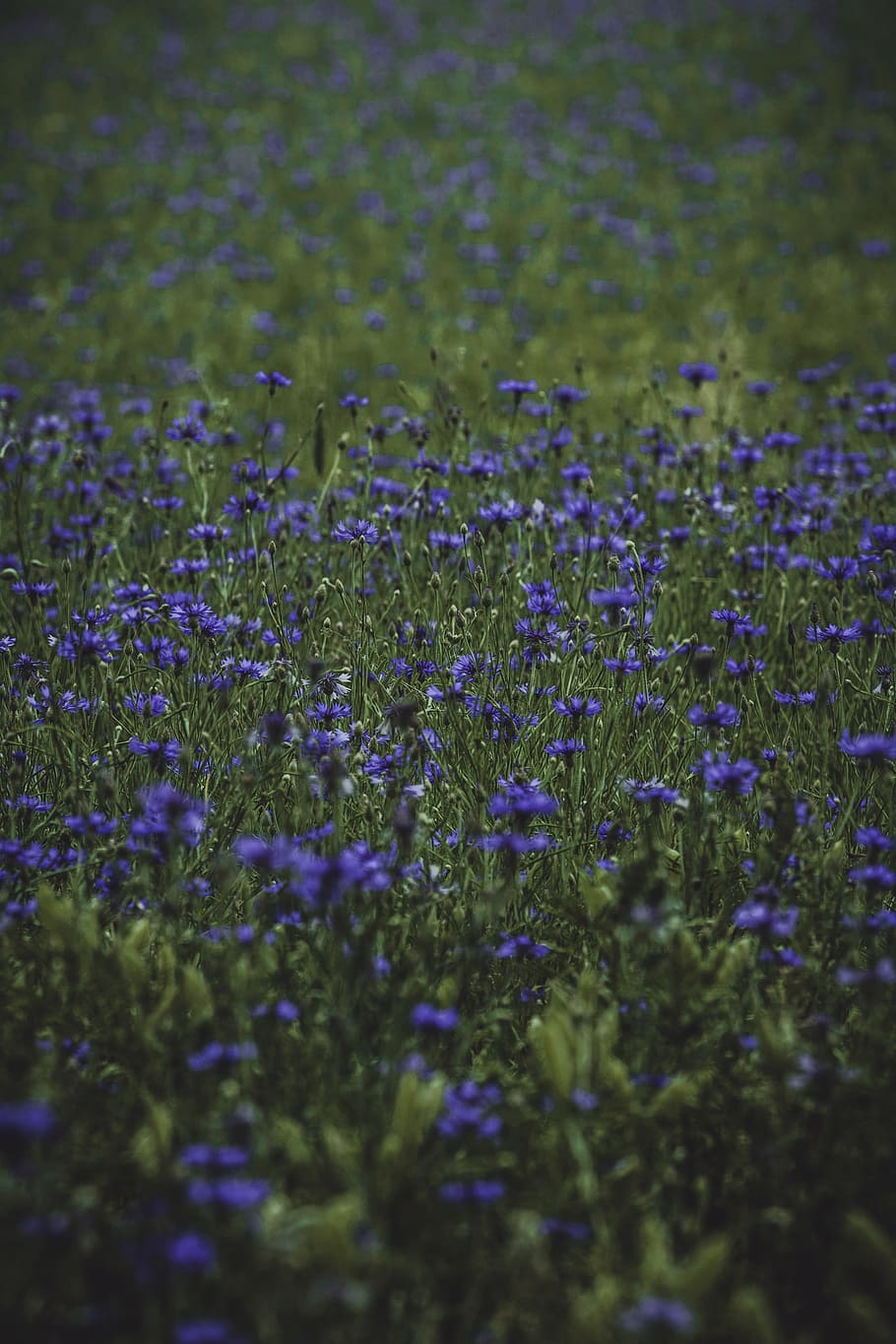 Lavender Plant Field, blur, close-up, color, daylight, environment HD wallpaper