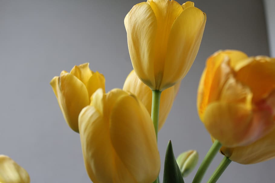 tulips, easter, yellow, spring, decoration, at home, flower HD wallpaper