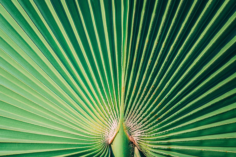 green wallpaper, plant, leaf, line, repetition, texture, nature HD wallpaper