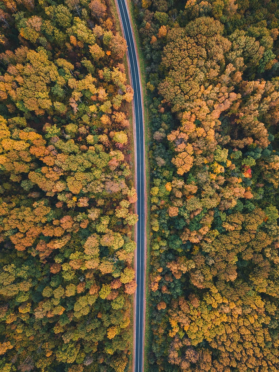 empty road between lush trees, drone view, aerial view, forest
