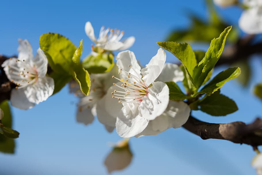 nature, flowers, cherry, spring, may, april, white, bloom, inflorescence HD wallpaper