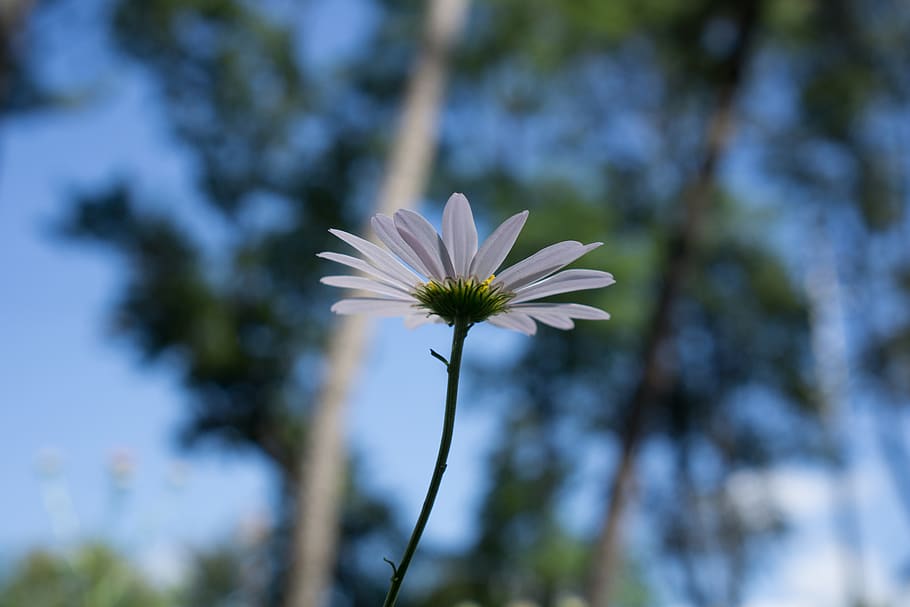 flowers, nature, forest, plant, flowering plant, vulnerability HD wallpaper