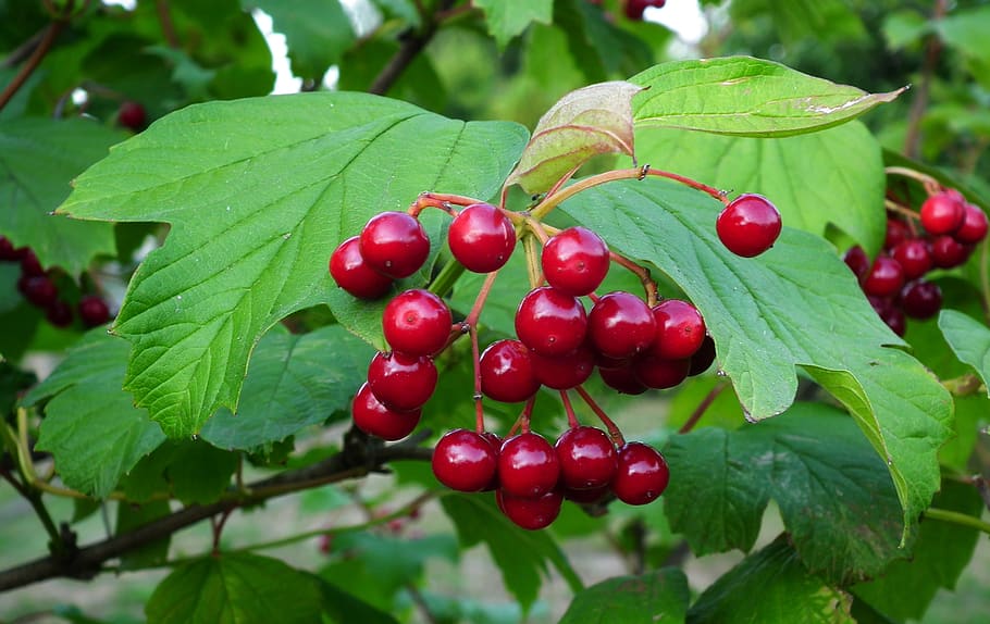 viburnum, tree, fruit, nature, leaf, garden, food and drink HD wallpaper