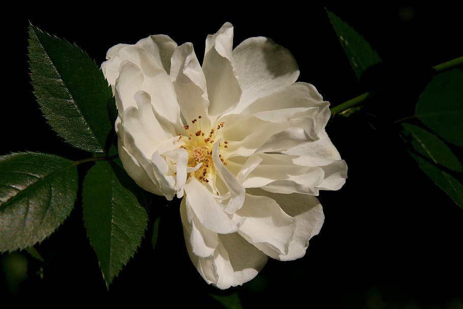 blossom, bloom, rose, white, petals, flower, flowering plant HD wallpaper