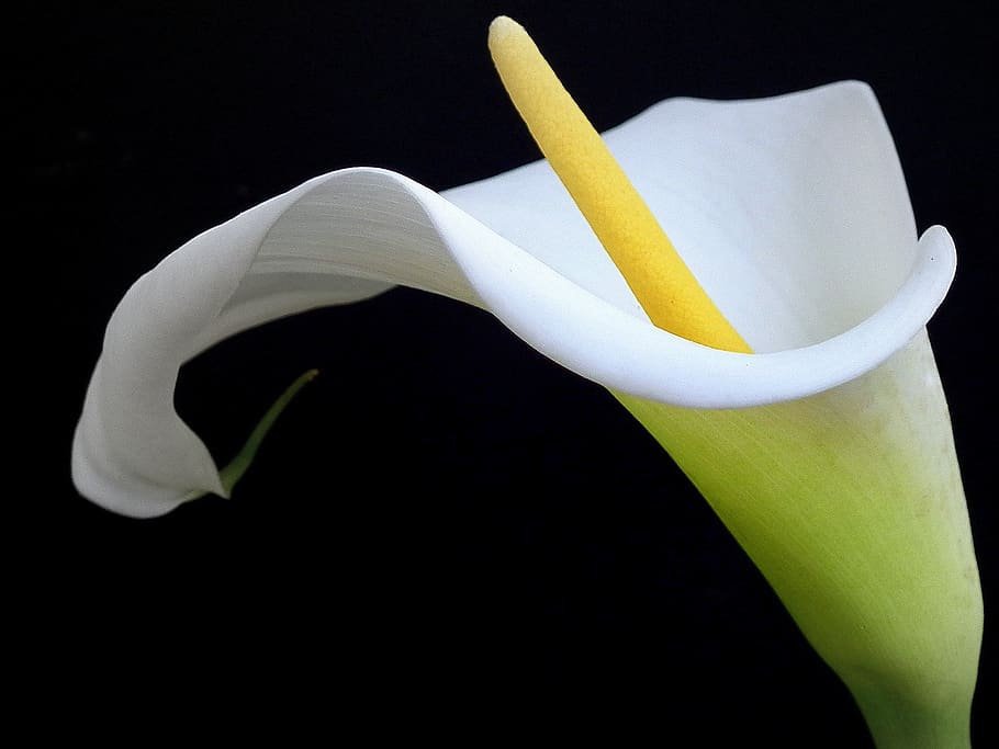 white calla lily, plant, flower, blossom, araceae, anthurium, HD wallpaper