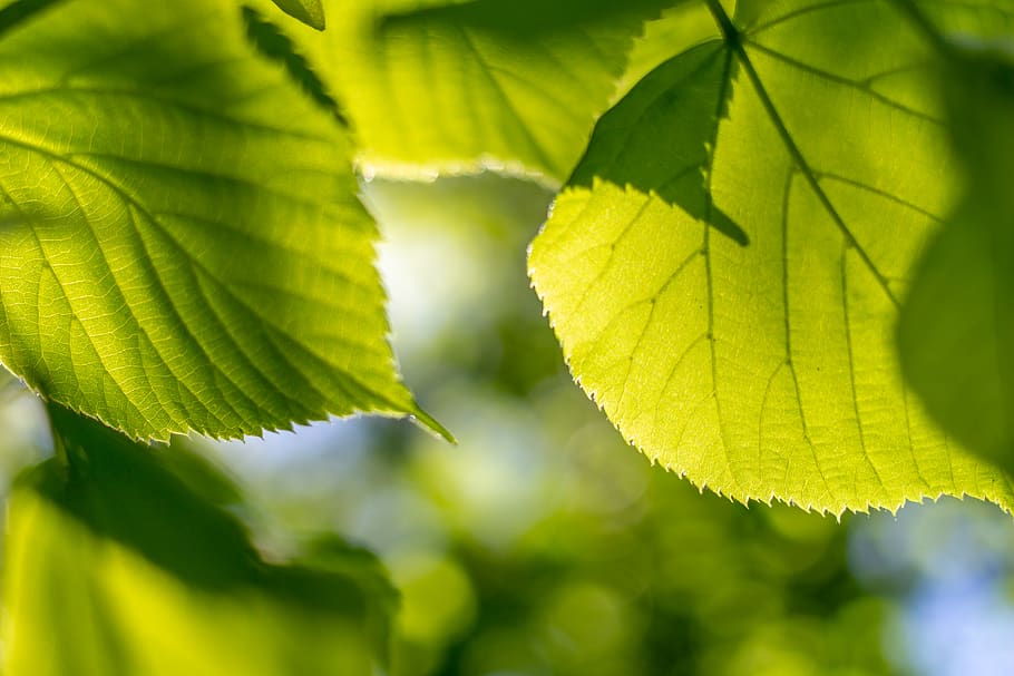 sun, leaves, hazel, green, spring, tree, stripes, structure HD wallpaper