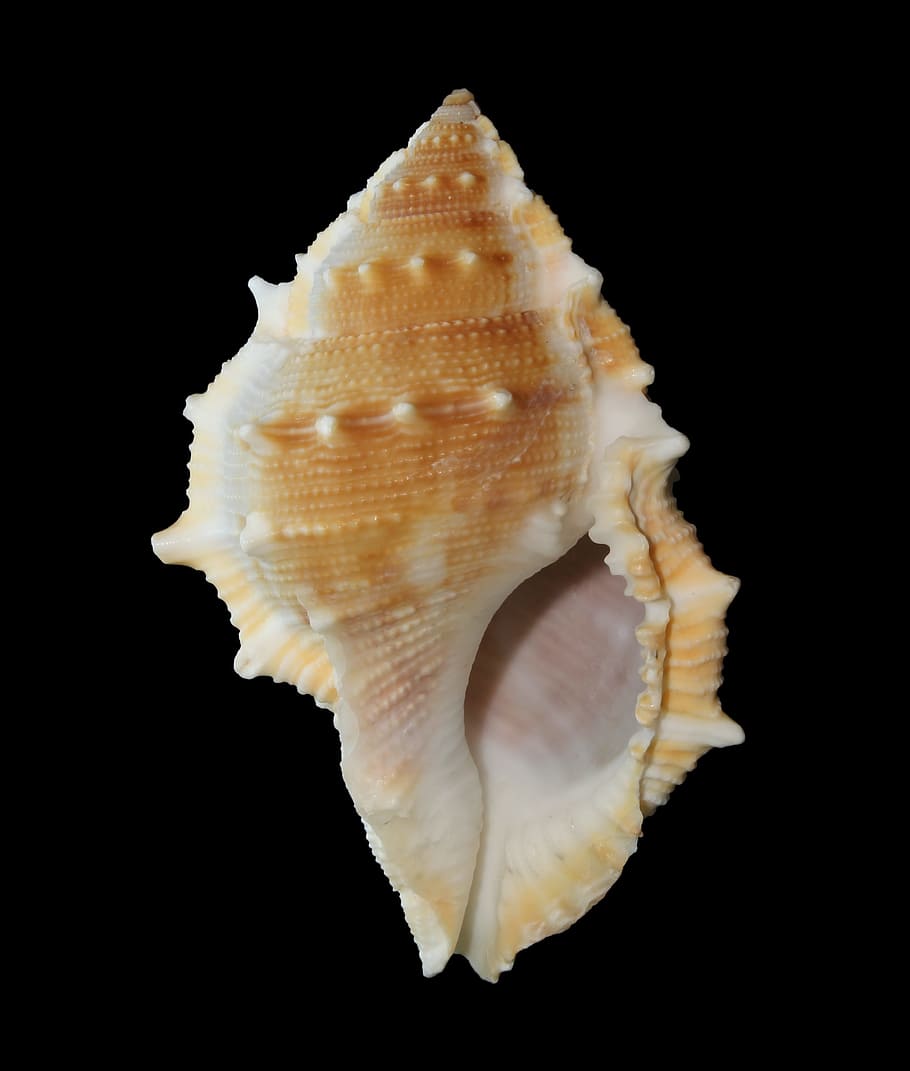 sea, shell, nature, cover, shelter, studio shot, black background HD wallpaper