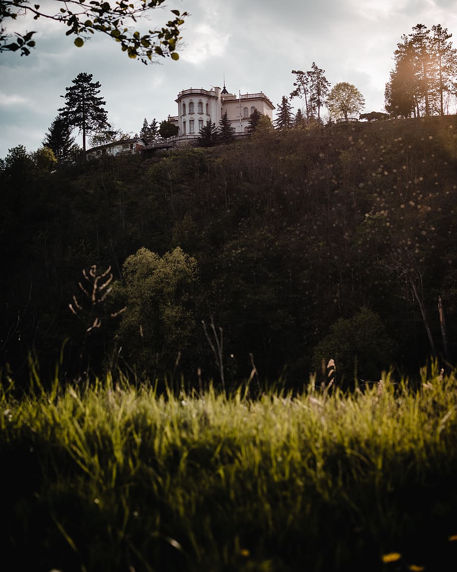 plant, grass, building, tree, outdoors, architecture, nature HD wallpaper