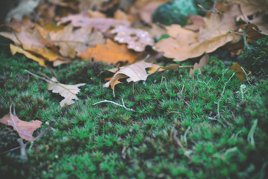 leaf, moss, green, plant, nature, growth, beauty in nature HD wallpaper