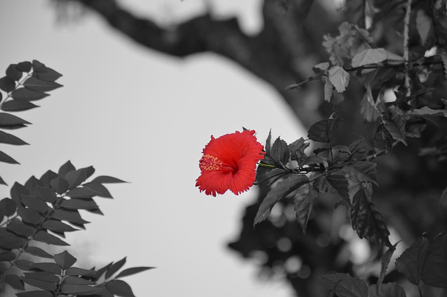 india-wayanad-flower-nature.jpg