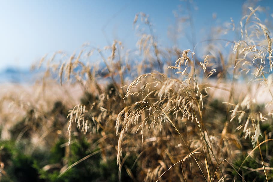 Close Up Photo of Dried Grass, clouds, crop, cropland, daytime HD wallpaper