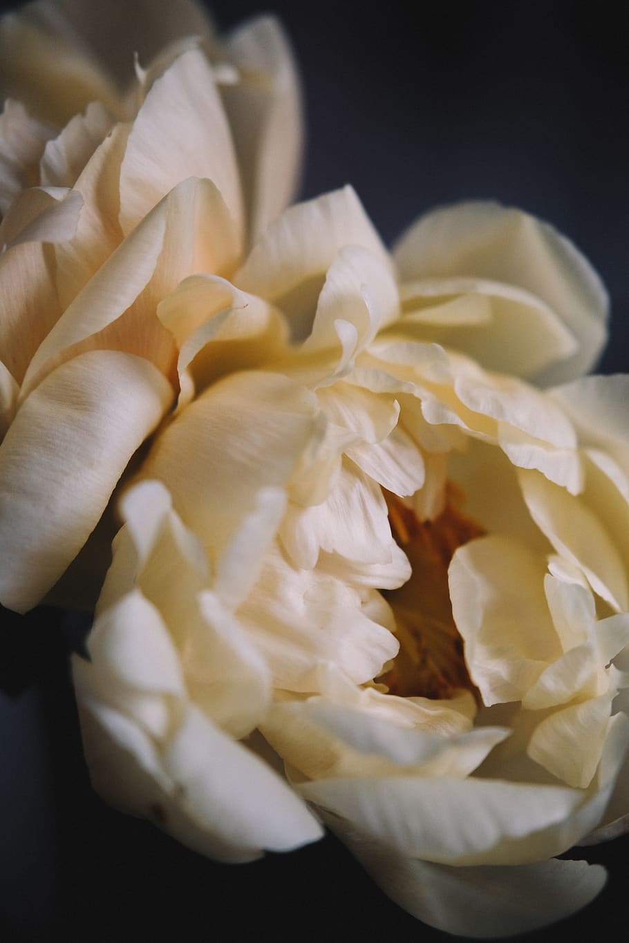 white rose flower, flowering plant, vulnerability, petal, fragility HD wallpaper
